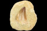 Mosasaur (Prognathodon) Tooth - Morocco #123222-1